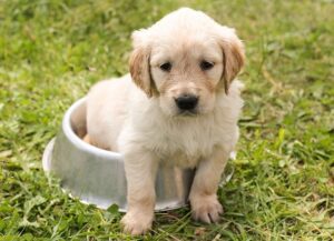 Read more about the article How to Find Online Discounts on Pet Food?