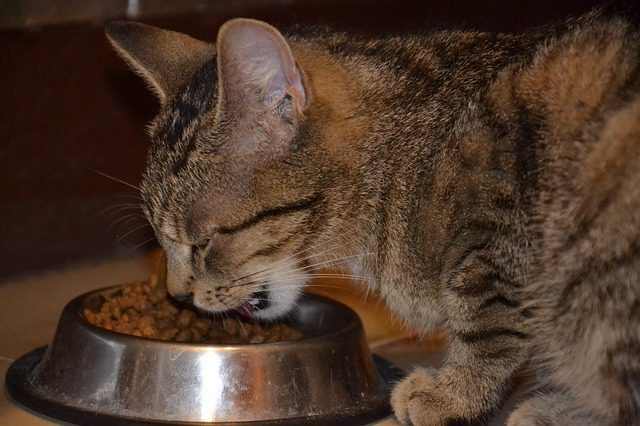 You are currently viewing New Trends in Cat Food: Food with insect protein