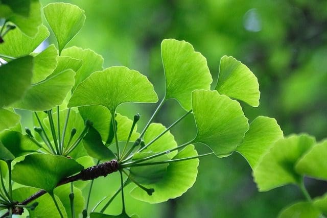 Maidenhair tree