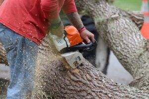 Read more about the article How To Find The Top Tree Removal and Cutting Services