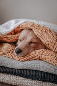 Read more about the article Types of Fur Throw Blankets and How to Clean Them