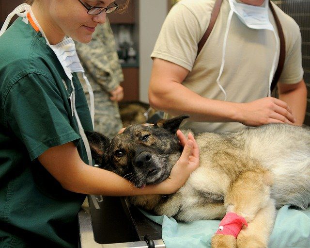 veterinary emergency