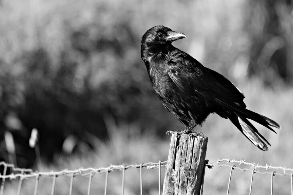 https://pixabay.com/photos/crow-bird-animal-monochrome-corvus-3560516/