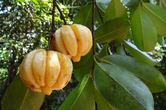 Garcinia Cambogia tree