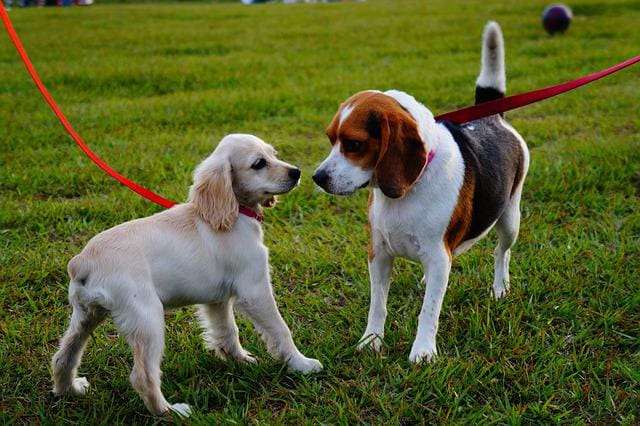 dogs visiting