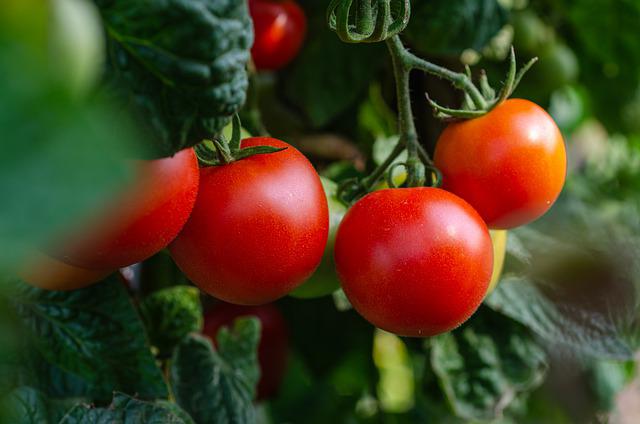 Growing tomatoes