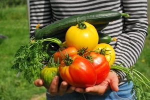Read more about the article Top Vegetables Every Beginner Can Grow and How to Get Started