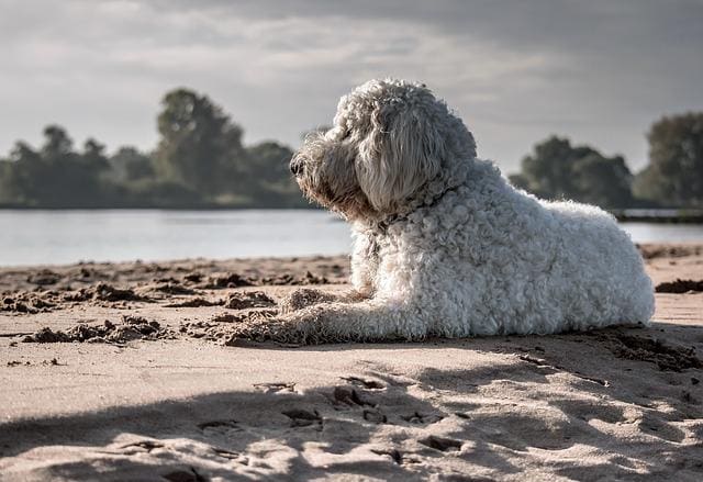 dog on beach