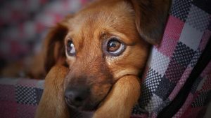Read more about the article What To Do if Your Pet Is Injured or Becomes Sick