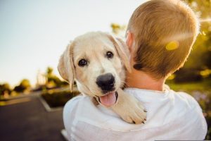 Read more about the article Reasons That Pet Health Insurance Is Totally Worth It