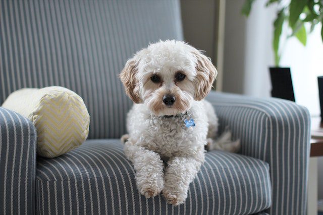 photo/white-shih-tzu-puppy-on-fabric-sofa-chair-981062/