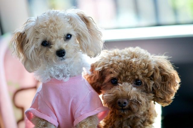 You are currently viewing 6 Best Small Dog Breeds for First Time Owners