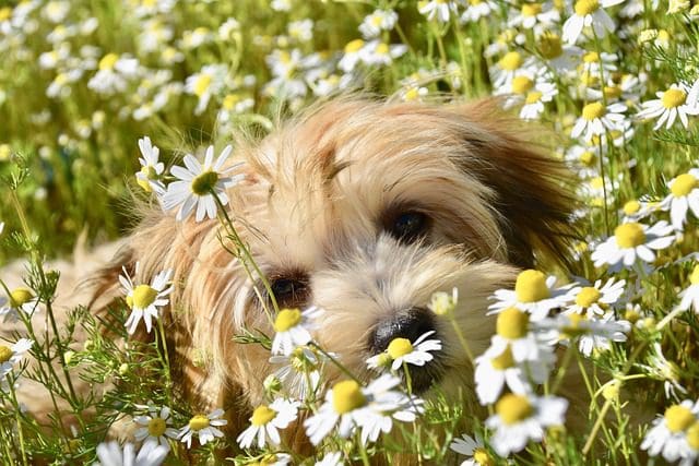 Havanese puppy