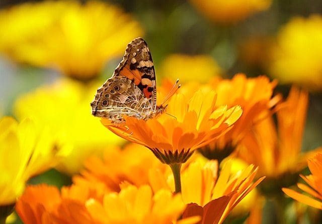 Marigold flowers