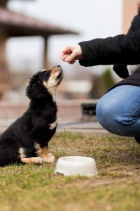 Read more about the article Tips for Choosing the Right Dog Food for Your Furry Friend