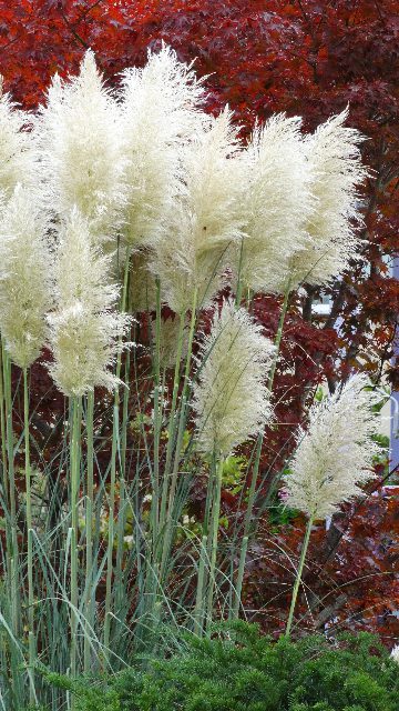 You are currently viewing How to Care for Ornamental Grass: A Beginner’s Guide