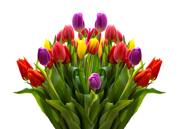 Tulips