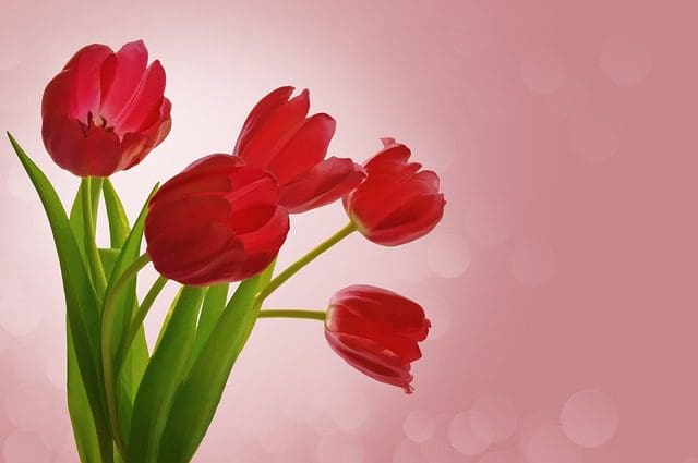 Red tulips