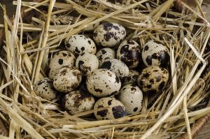 Read more about the article Raising Quail Chicks from Hatched Eggs: A Complete Guide