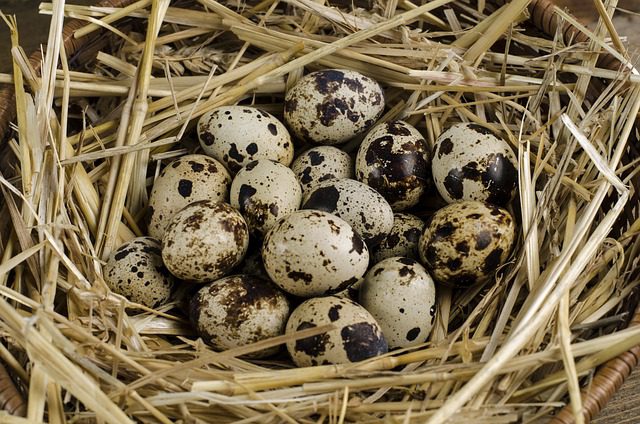 You are currently viewing Raising Quail Chicks from Hatched Eggs: A Complete Guide