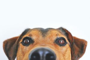 Read more about the article When Man’s Best Friend Bites: Understanding the Impact of Dog Attacks