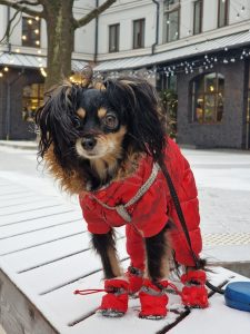 Read more about the article Choosing the Right Winter Dog Boots