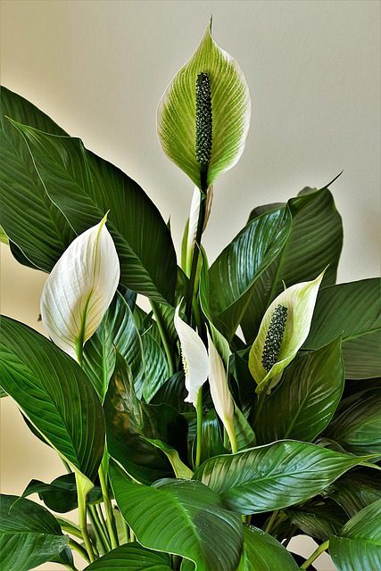 Peace Lily house plant