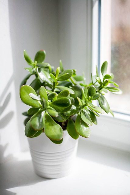 You are currently viewing The Best Low-Maintenance Indoor House Plants