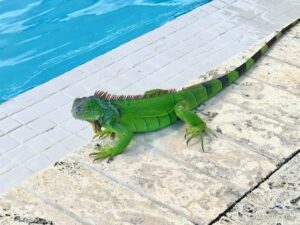 Read more about the article Iguana Invasion? Wildlife Control Services in Orlando Offers Iguana Removal Solutions