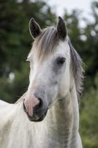 Read more about the article Understanding Equine Shivers: Causes, Symptoms, Diagnosis, and Management of this Nerve Condition