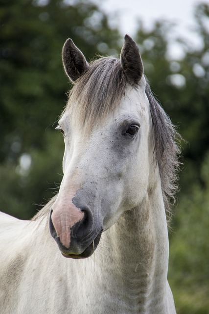 You are currently viewing Understanding Equine Shivers: Causes, Symptoms, Diagnosis, and Management of this Nerve Condition
