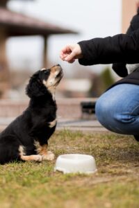 Read more about the article Paws and Probiotics: Elevating Your Dog’s Health from the Inside Out