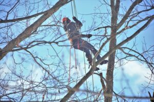 Read more about the article Cutting Edge Assurance: Why Tree-Cutting Contractors Need SAC Headstart Subcontractor Performance Bonds