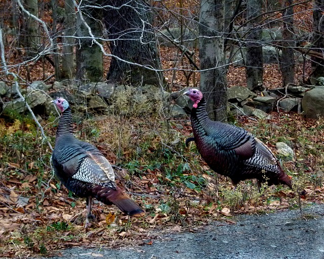 You are currently viewing Turkey Hunting in Ohio: What You Should Know Before You Go