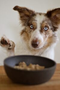 Read more about the article How to Ensure You’re Meeting Your Dog’s Nutritional Needs