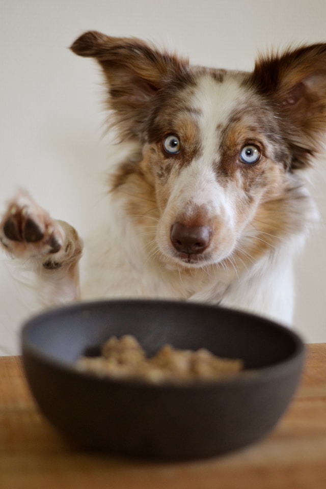 You are currently viewing How to Ensure You’re Meeting Your Dog’s Nutritional Needs