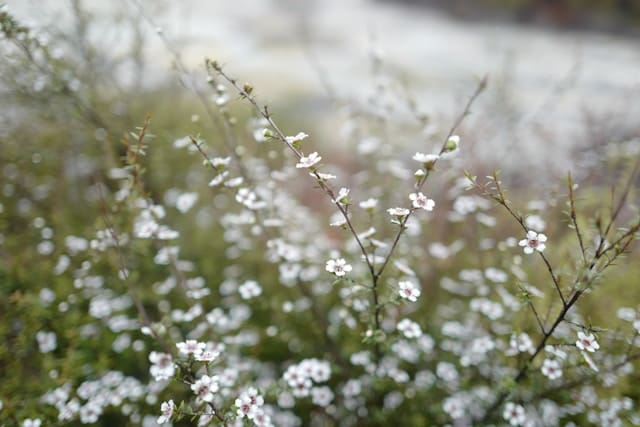 Why Pure Manuka Oil Is Worth the Cost?