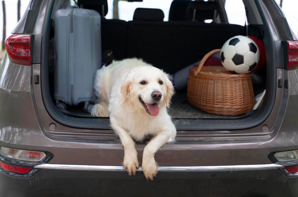 How to Keep Fleas and Ticks Away When Traveling with Pets: Essential Tips for Safe Journeys