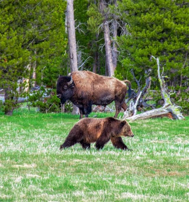 Yellowstone National Park